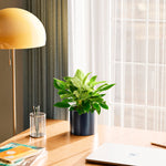 Philodendron Birkin - Indoor Plants - PL_PBK_6IN1 - Varnish + Vine - 58