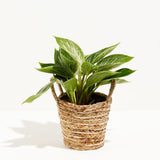 Philodendron Birkin - Indoor Plants - PB_PBK_BAS_LI_6IN1 - Varnish + Vine - 8