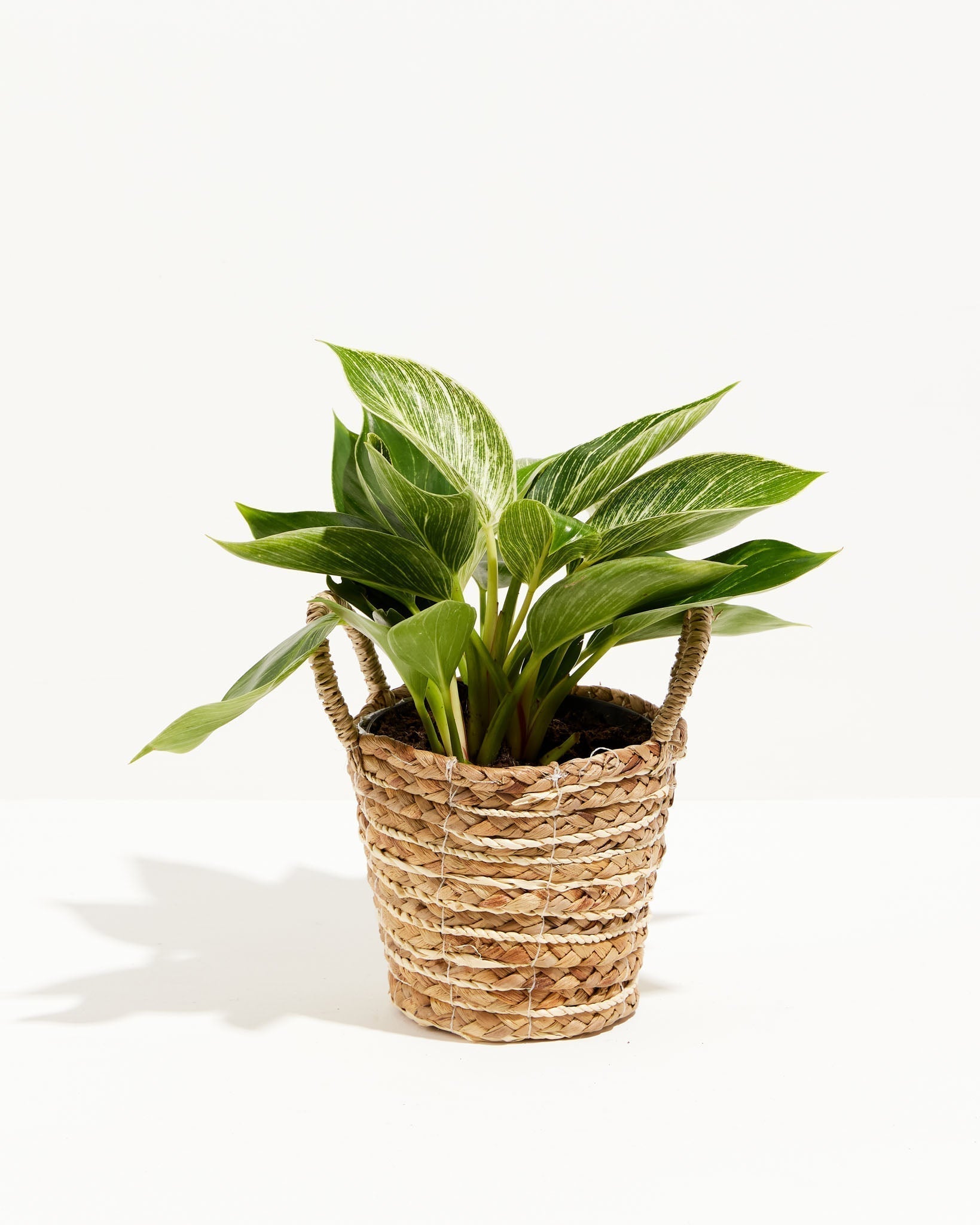 Philodendron Birkin - Indoor Plants - PB_PBK_BAS_LI_6IN1 - Varnish + Vine - 8