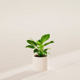 Philodendron Birkin - Indoor Plants - PB_PBK_BAS_LI_6IN1 - Varnish + Vine - 15