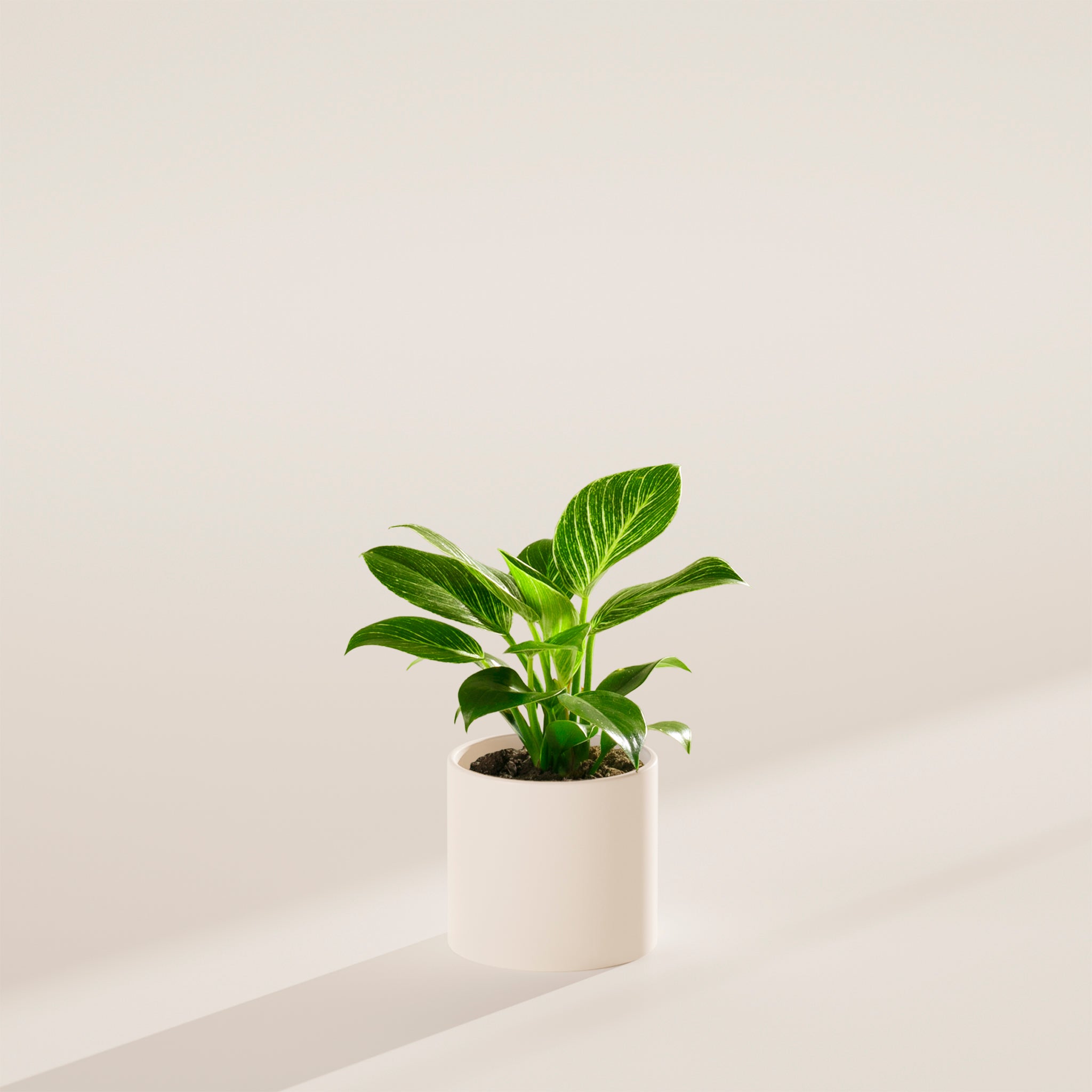 Philodendron Birkin - Indoor Plants - PB_PBK_BAS_LI_6IN1 - Varnish + Vine - 15