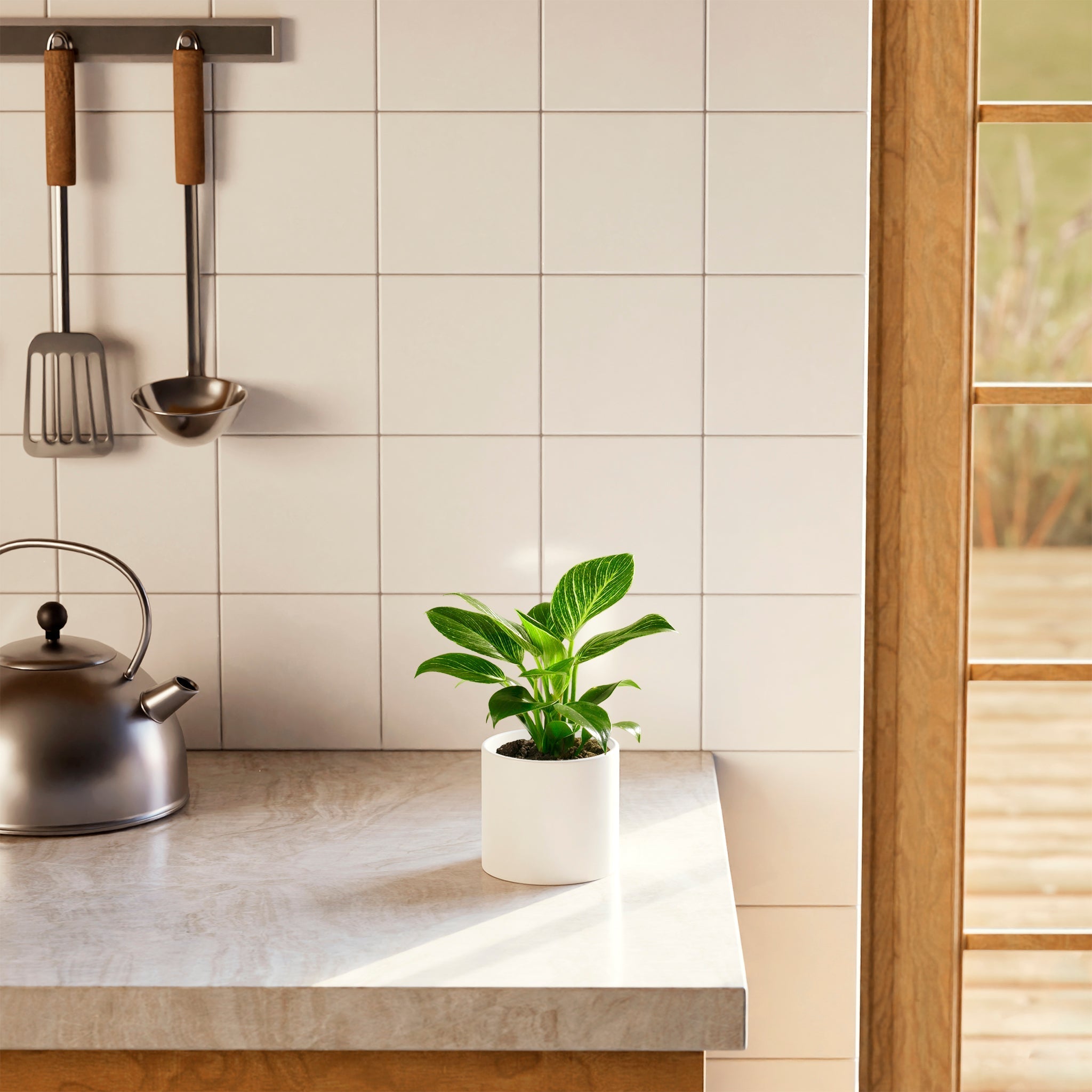 Philodendron Birkin - Indoor Plants - PB_PBK_BAS_LI_6IN1 - Varnish + Vine - 13