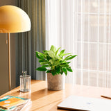 Philodendron Birkin - Indoor Plants - PB_PBK_ECO_EG_6IN1 - Varnish + Vine - 45