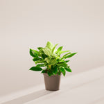 Philodendron Birkin - Indoor Plants - PL_PBK_6IN1 - Varnish + Vine - 55