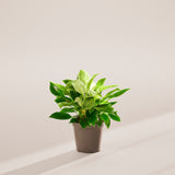 Philodendron Birkin - Indoor Plants - PL_PBK_6IN1 - Varnish + Vine - 55