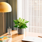 Philodendron Birkin - Indoor Plants - PL_PBK_6IN1 - Varnish + Vine - 57