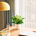 Philodendron Birkin - Indoor Plants - PB_PBK_SWP_EG_6IN1 - Varnish + Vine - 48