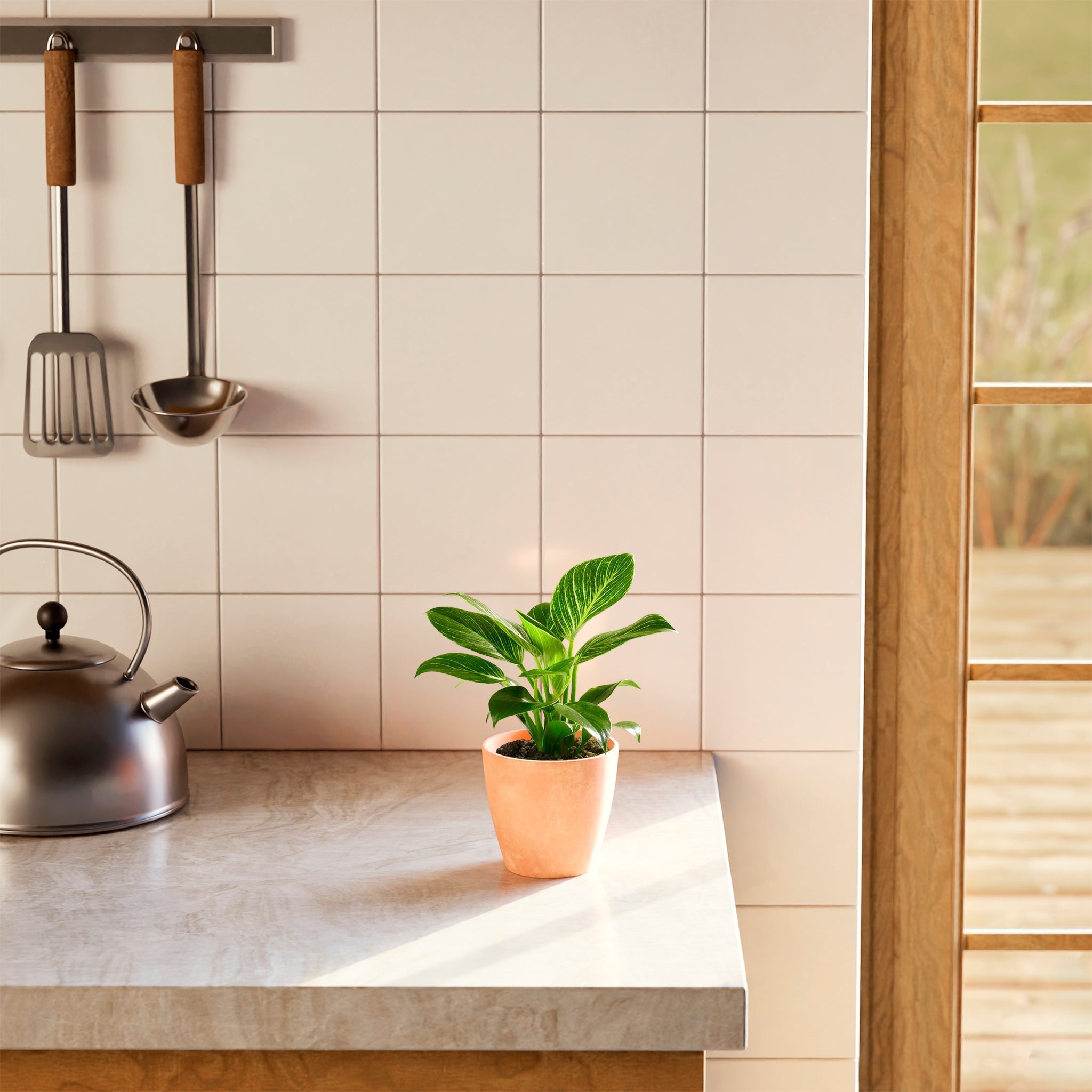 Philodendron Birkin - Indoor Plants - PB_PBK_BAS_LI_6IN1 - Varnish + Vine - 16