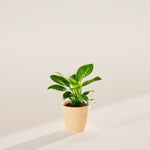 Philodendron Birkin - Indoor Plants - PB_PBK_ECO_MA_4IN1 - Varnish + Vine - 27