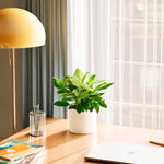 Philodendron Birkin - Indoor Plants - PL_PBK_4IN1 - Varnish + Vine - 33