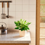 Philodendron Birkin - Indoor Plants - PB_PBK_ECO_EG_6IN1 - Varnish + Vine - 42