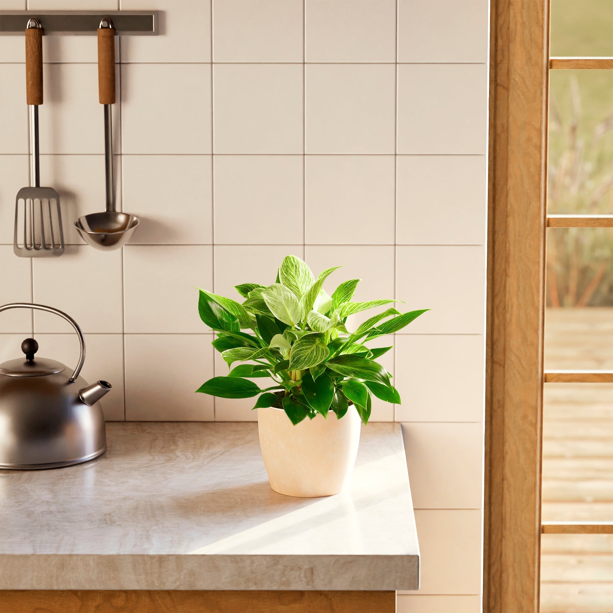 Philodendron Birkin - Indoor Plants - PB_PBK_ECO_EG_6IN1 - Varnish + Vine - 42