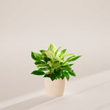 Philodendron Birkin - Indoor Plants - PB_PBK_ECO_CO_6IN1 - Varnish + Vine - 38