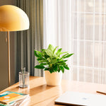 Philodendron Birkin - Indoor Plants - PB_PBK_ECO_EG_6IN1 - Varnish + Vine - 43