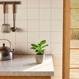 Philodendron Birkin - Indoor Plants - PB_PBK_ECO_CO_4IN1 - Varnish + Vine - 22