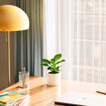 Philodendron Birkin - Indoor Plants - PB_PBK_BAS_LI_6IN1 - Varnish + Vine - 14