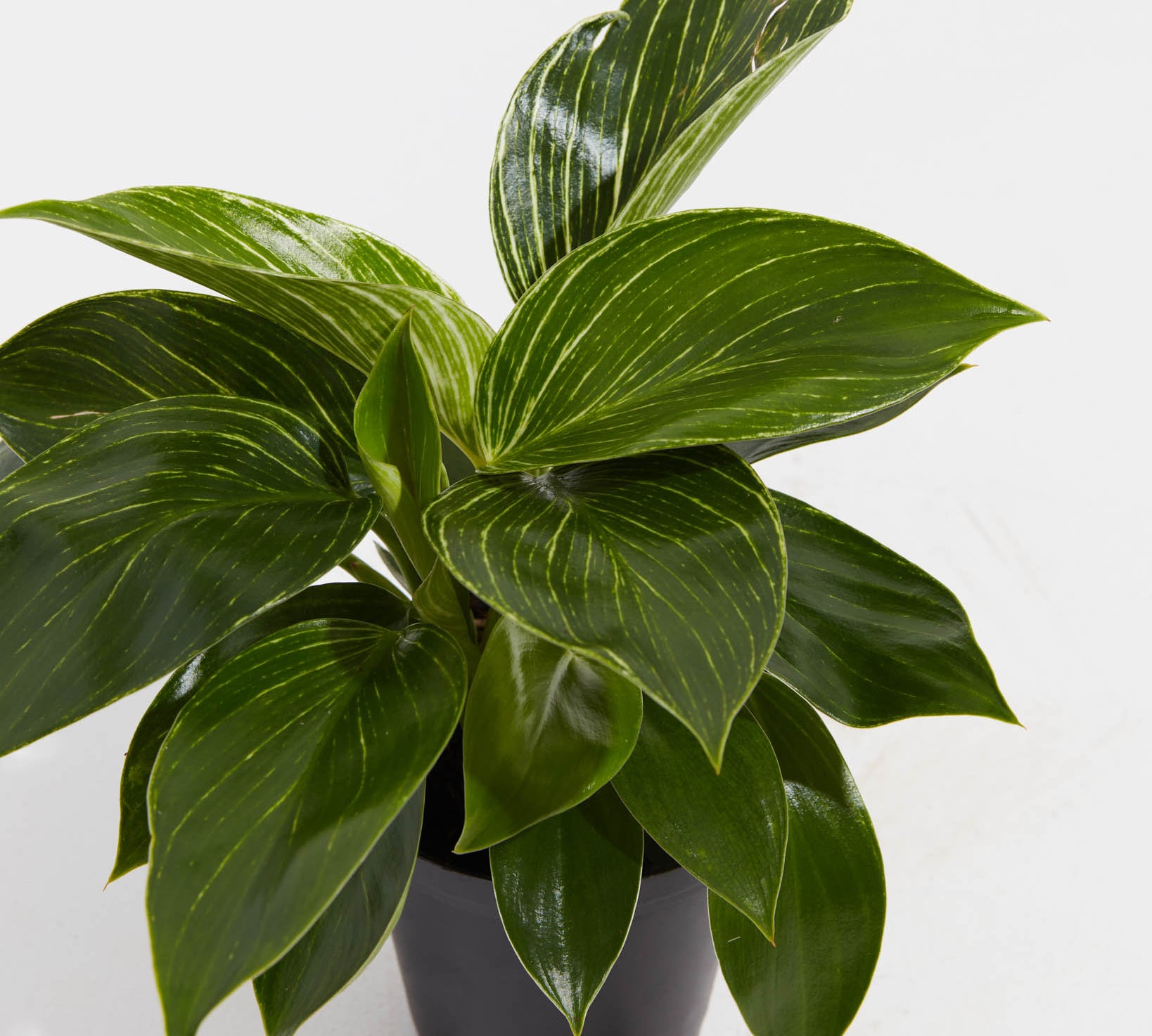 Philodendron Birkin - Indoor Plants - PL_PBK_4IN1 - Varnish + Vine - 3