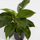 Philodendron Birkin - Indoor Plants - PL_PBK_4IN1 - Varnish + Vine - 3