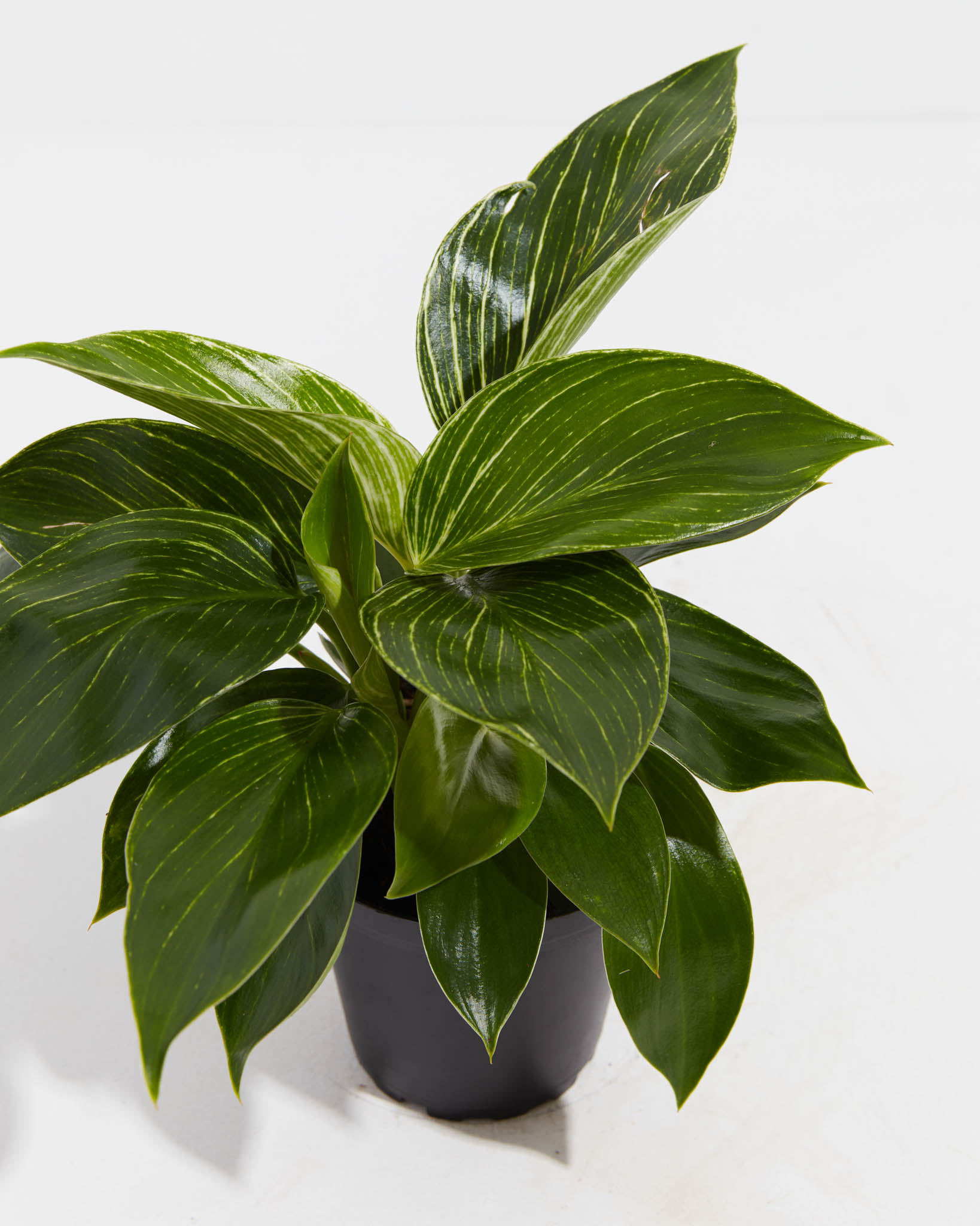 Philodendron Birkin - Indoor Plants - PL_PBK_4IN1 - Varnish + Vine - 3
