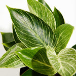 Philodendron Birkin - Indoor Plants - PL_PBK_4IN1 - Varnish + Vine - 5