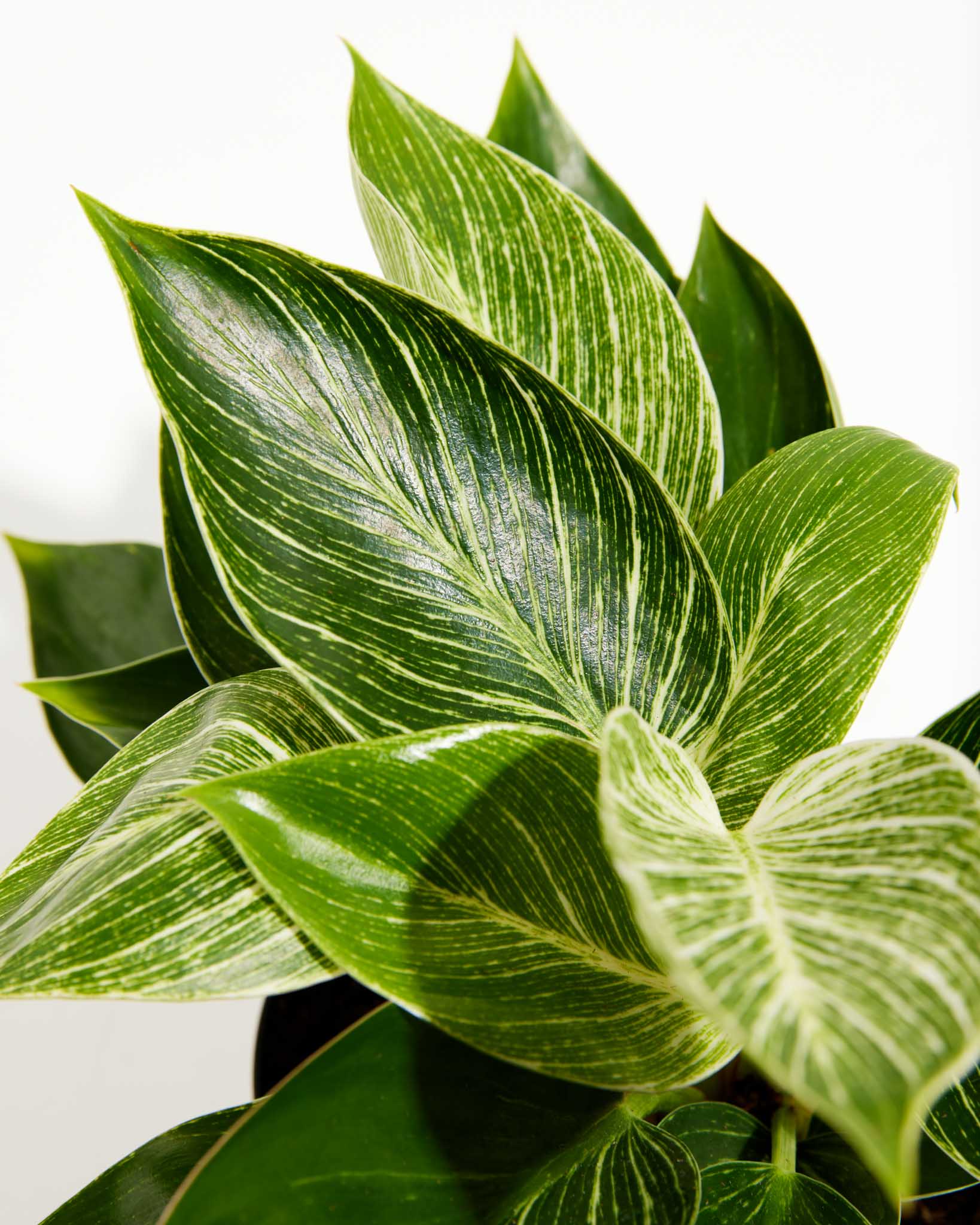 Philodendron Birkin - Indoor Plants - PL_PBK_4IN1 - Varnish + Vine - 5