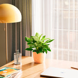 Philodendron Birkin - Indoor Plants - PL_PBK_4IN1 - Varnish + Vine - 36