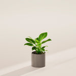 Philodendron Birkin - Indoor Plants - PB_PBK_BAS_LI_6IN1 - Varnish + Vine - 9