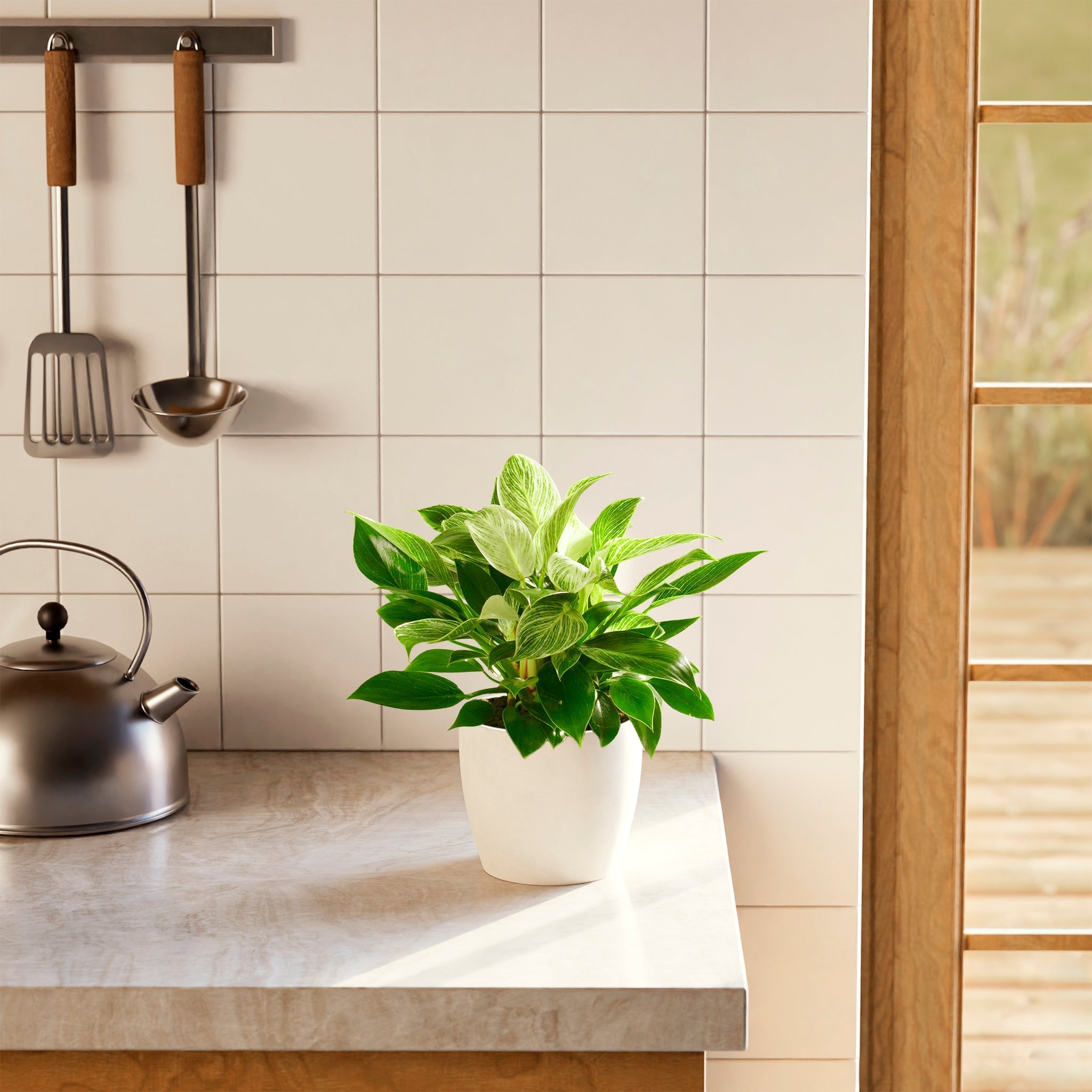 Philodendron Birkin - Indoor Plants - PL_PBK_4IN1 - Varnish + Vine - 37