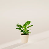 Philodendron Birkin - Indoor Plants - PB_PBK_ECO_CO_4IN1 - Varnish + Vine - 21