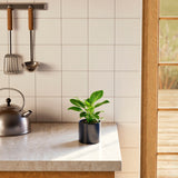 Philodendron Birkin - Indoor Plants - PB_PBK_BAS_LI_6IN1 - Varnish + Vine - 10