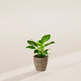 Philodendron Birkin - Indoor Plants - PB_PBK_ECO_EG_4IN1 - Varnish + Vine - 24