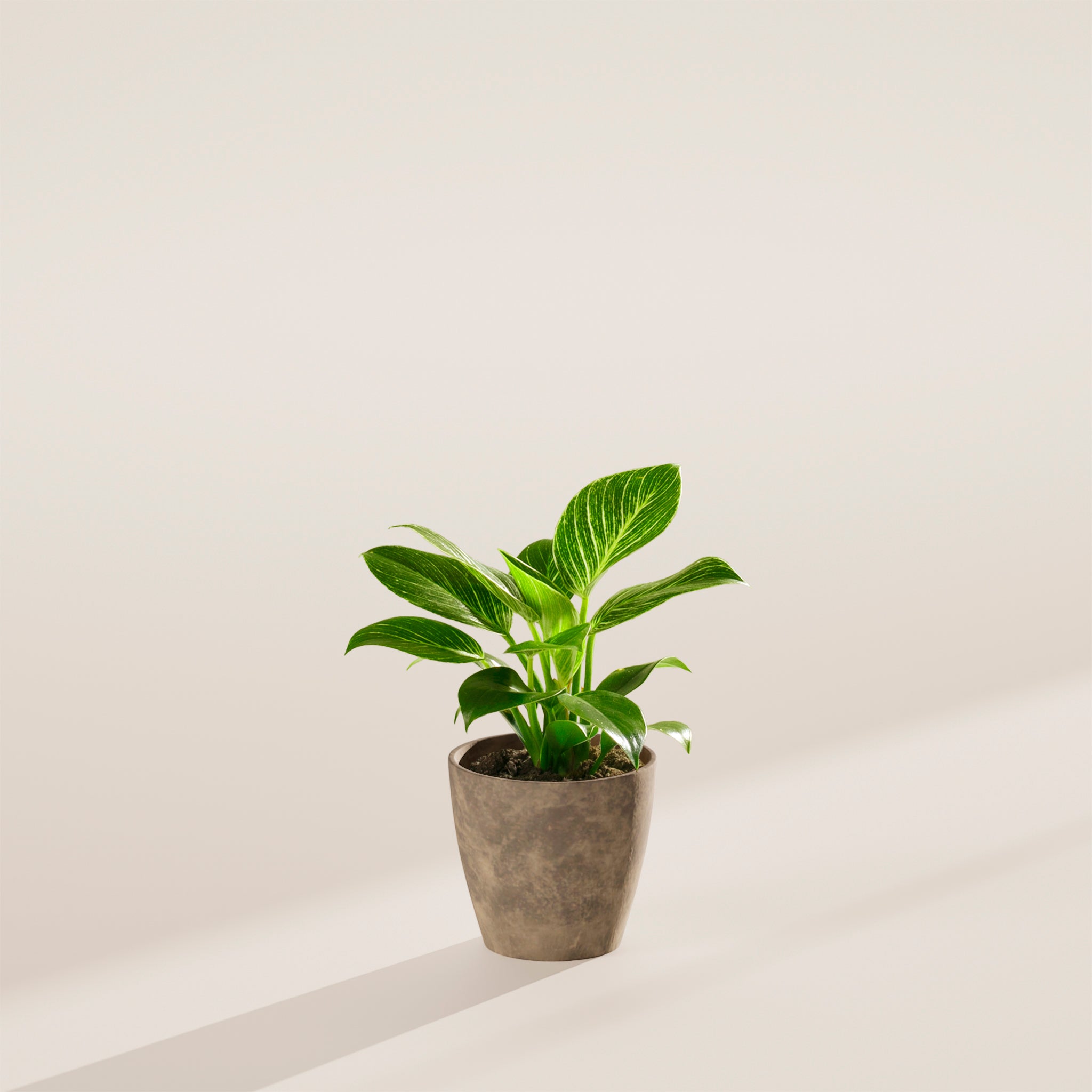 Philodendron Birkin - Indoor Plants - PB_PBK_ECO_EG_4IN1 - Varnish + Vine - 24