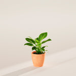 Philodendron Birkin - Indoor Plants - PB_PBK_ECO_CH_4IN1 - Varnish + Vine - 18