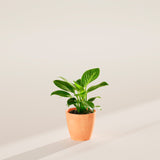 Philodendron Birkin - Indoor Plants - PB_PBK_ECO_CH_4IN1 - Varnish + Vine - 18