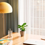 Philodendron Birkin - Indoor Plants - PB_PBK_ECO_CO_4IN1 - Varnish + Vine - 23