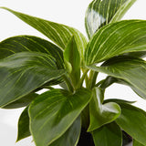 Philodendron Birkin - Indoor Plants - PL_PBK_4IN1 - Varnish + Vine - 4