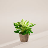 Philodendron Birkin - Indoor Plants - PB_PBK_ECO_EG_6IN1 - Varnish + Vine - 41