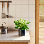 Philodendron Birkin - Indoor Plants - PB_PBK_SWP_EG_6IN1 - Varnish + Vine - 50