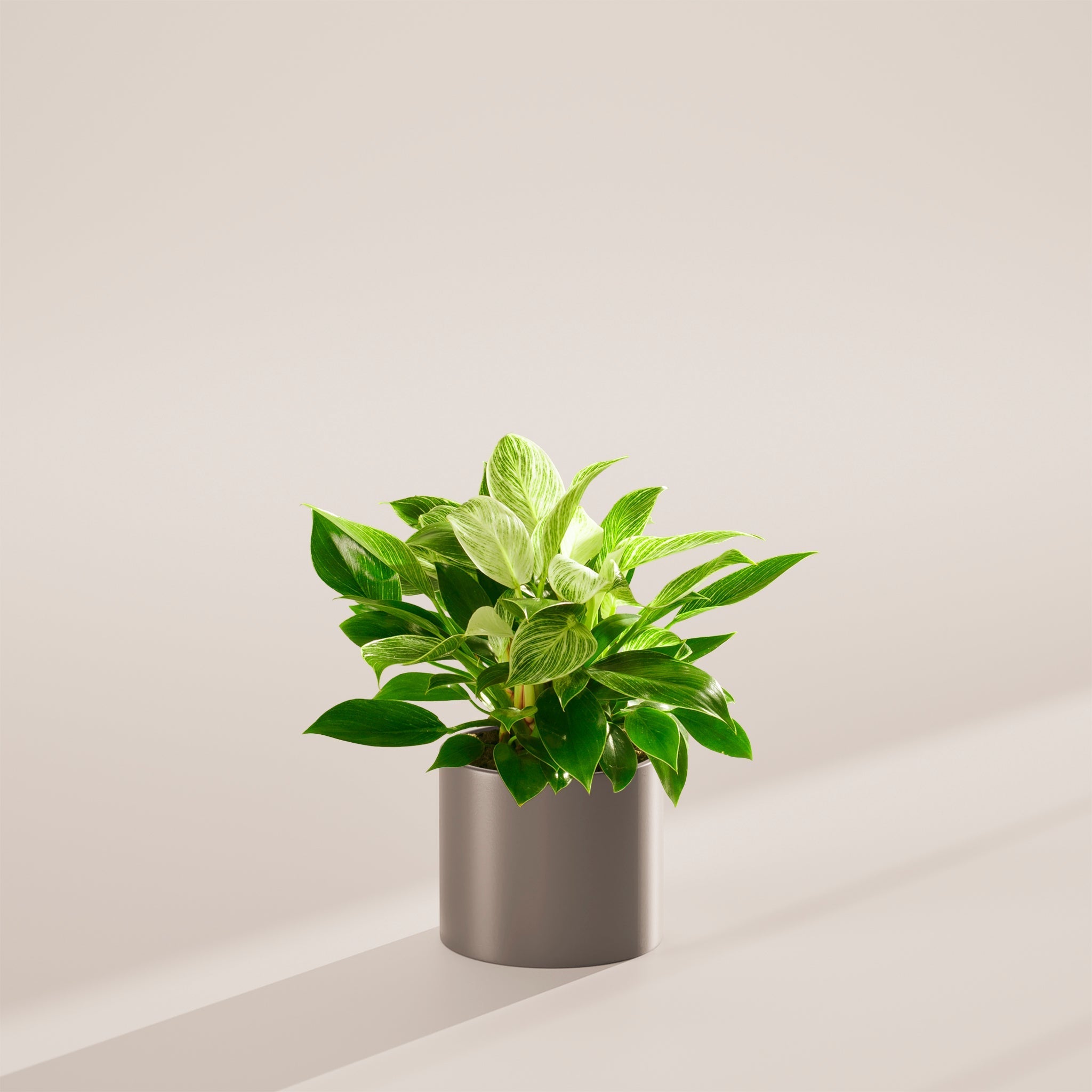 Philodendron Birkin - Indoor Plants - PB_PBK_SWP_EG_6IN1 - Varnish + Vine - 49