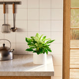 Philodendron Birkin - Indoor Plants - PL_PBK_4IN1 - Varnish + Vine - 32