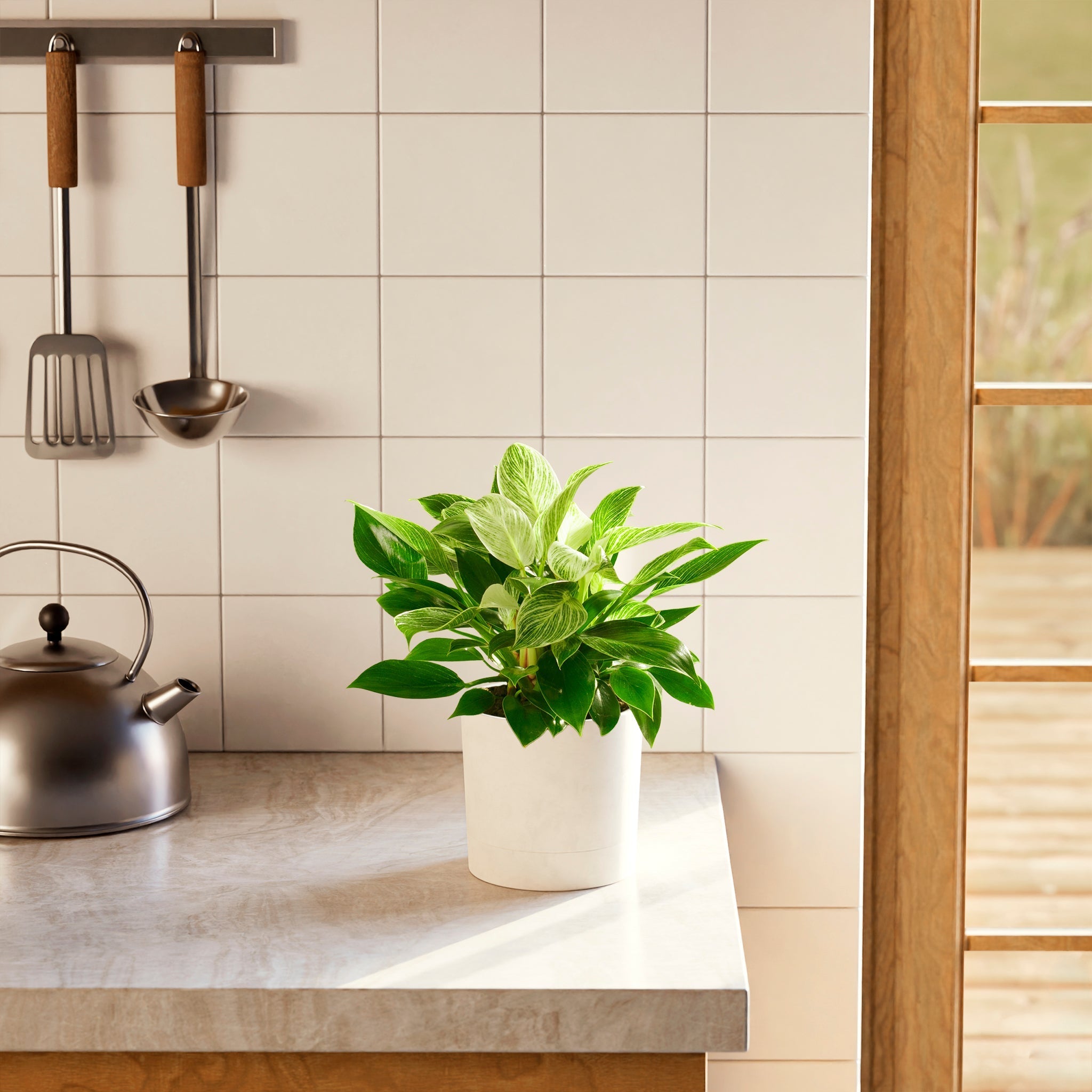 Philodendron Birkin - Indoor Plants - PB_PBK_SWP_EG_6IN1 - Varnish + Vine - 47