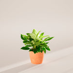 Philodendron Birkin - Indoor Plants - PB_PBK_ECO_CH_6IN1 - Varnish + Vine - 51