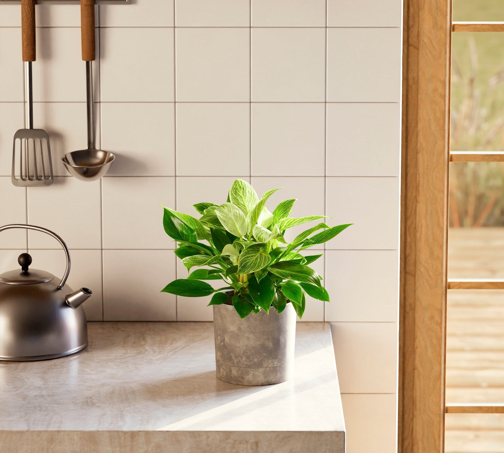 Philodendron Birkin - Indoor Plants - PL_PBK_4IN1 - Varnish + Vine - 1