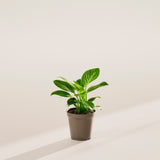 Philodendron Birkin - Indoor Plants - PL_PBK_4IN1 - Varnish + Vine - 28