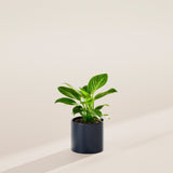 Philodendron Birkin - Indoor Plants - PB_PBK_BAS_LI_6IN1 - Varnish + Vine - 12