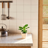 Philodendron Birkin - Indoor Plants - PB_PBK_ECO_EG_4IN1 - Varnish + Vine - 25