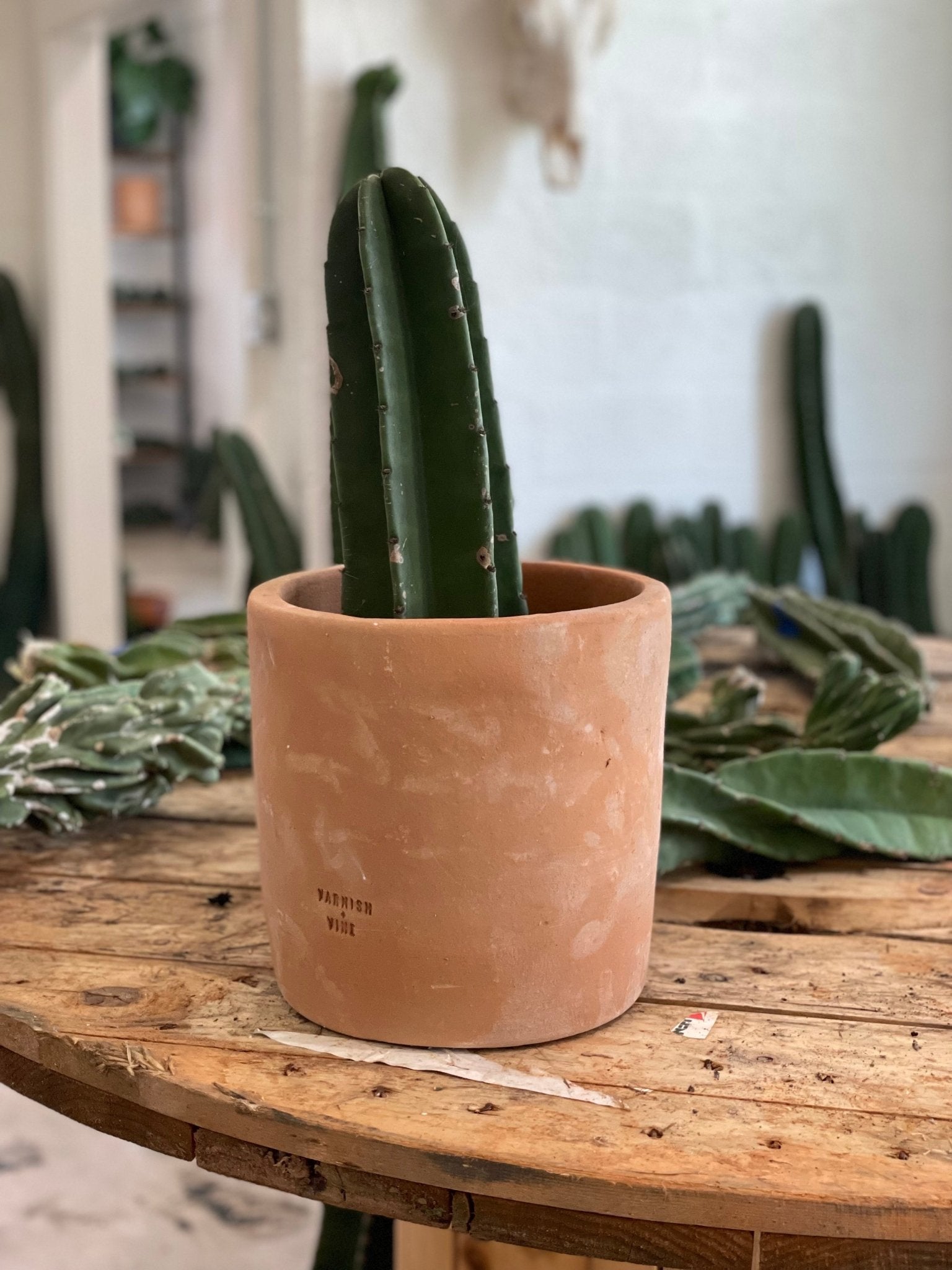 Small Peruvian Apple Cactus Cutting - cactus - Peru-0.5 - Varnish + Vine - 5