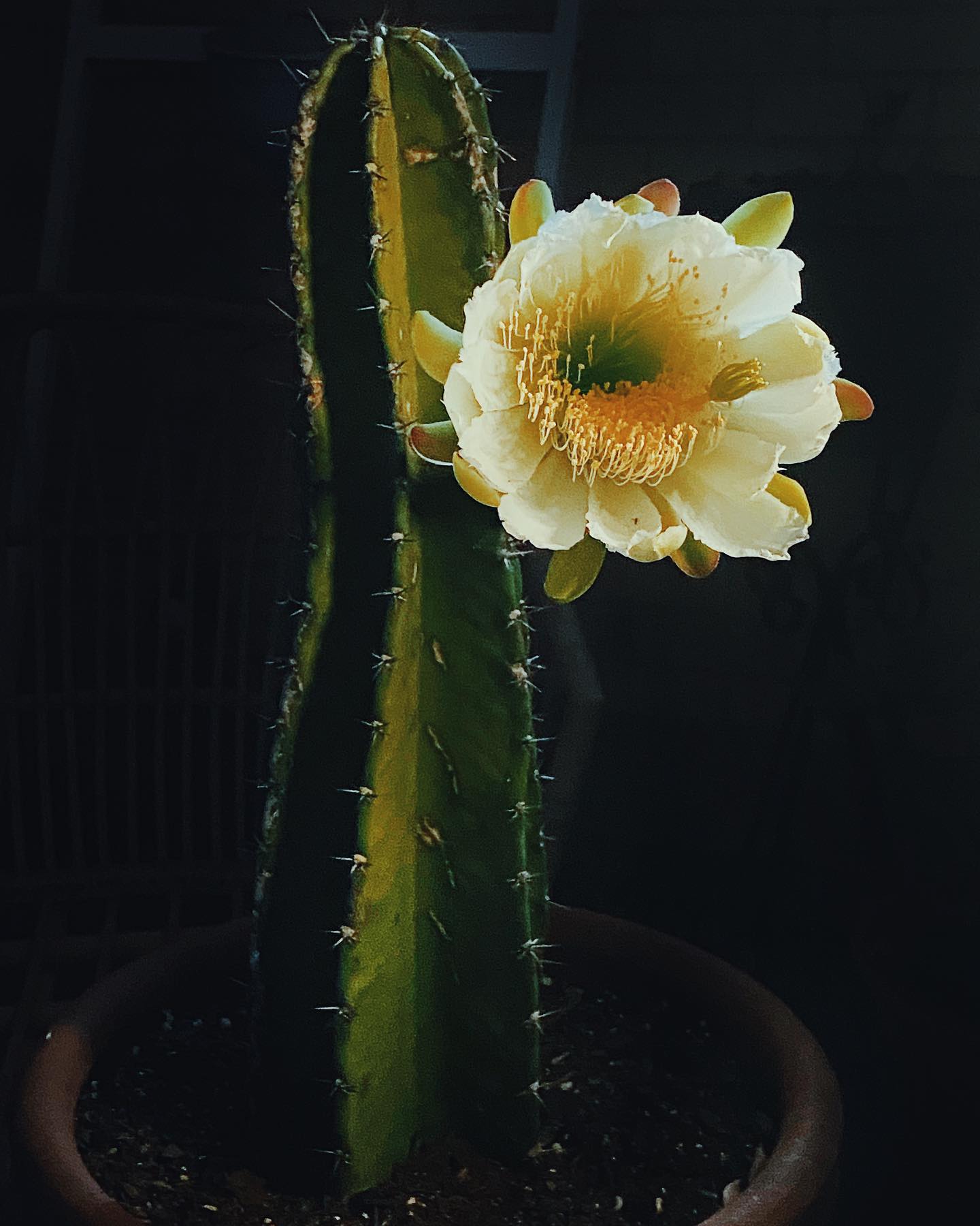 Small Peruvian Apple Cactus Cutting - cactus - Peru-0.5 - Varnish + Vine - 3