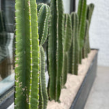 Small Peruvian Apple Cactus Cutting - cactus - Peru-0.5 - Varnish + Vine - 4