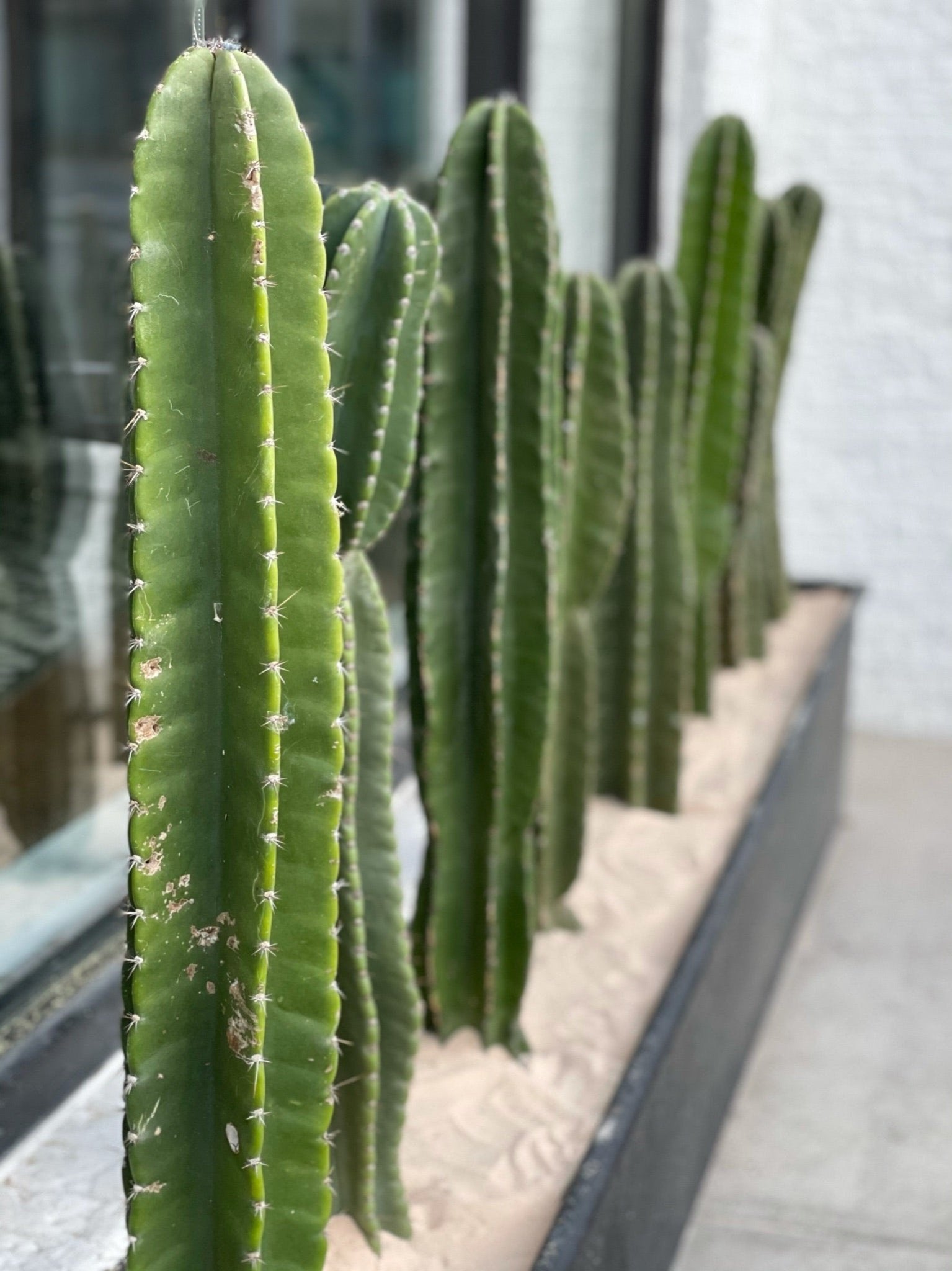 Small Peruvian Apple Cactus Cutting - cactus - Peru-0.5 - Varnish + Vine - 4